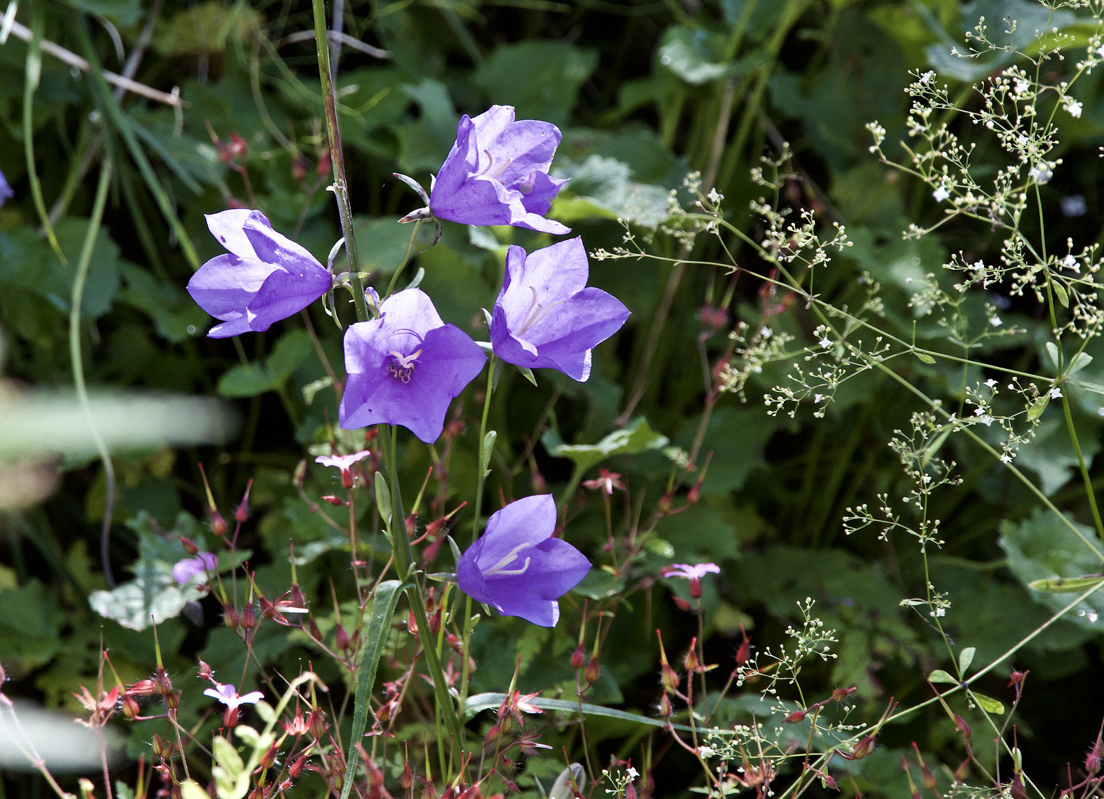 Glockenblume