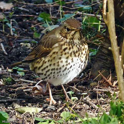 DANS MON JARDIN