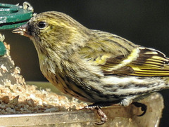 20180330 3286CPw [D~LIP] Erlenzeisig (Carduelis spinus), Bad Salzuflen