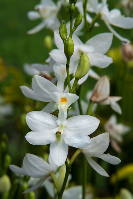 Calopogon tuberosus forma albiflorus (Common Grass-pink orchid - white form)