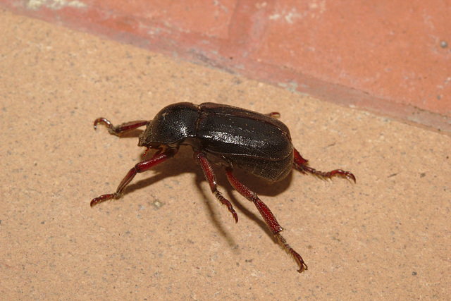 Beetle IMG_6551