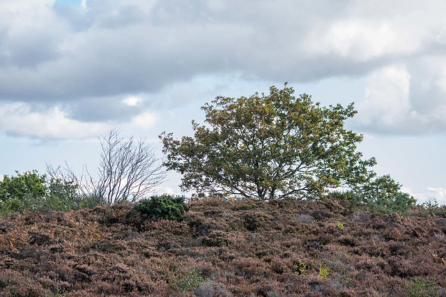 Thurstaston common28