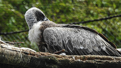 20190901 5599CPw [D~VR] Weißrückengeier, Vogelpark Marlow