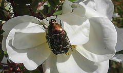 20200521 7603CPw [D~MI] Bibernell-Rose (Rosa spinosissima), Rosenkäfer, Hille