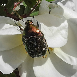 20200521 7603CPw [D~MI] Bibernell-Rose (Rosa spinosissima), Rosenkäfer, Hille