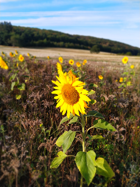 Sonnenblume