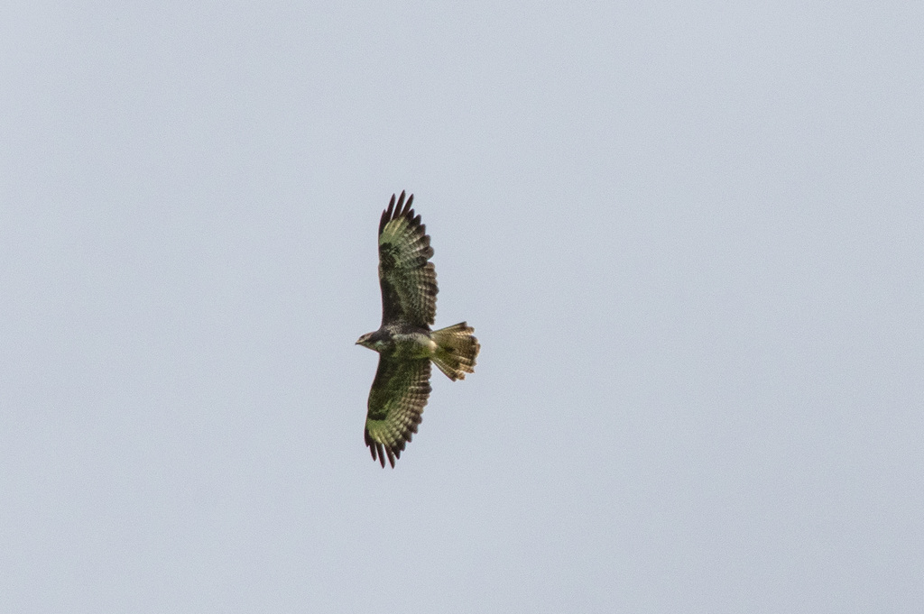 Buzzard