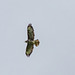 Buzzard