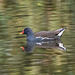 Moorhen