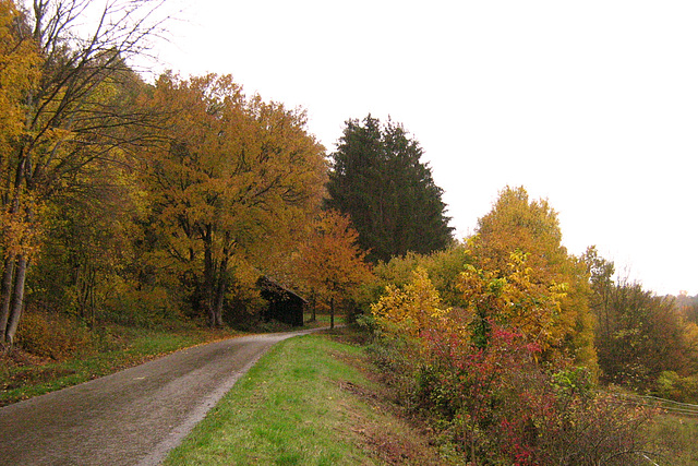 Hopfach bei Regen