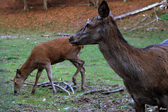 La mère et son petit