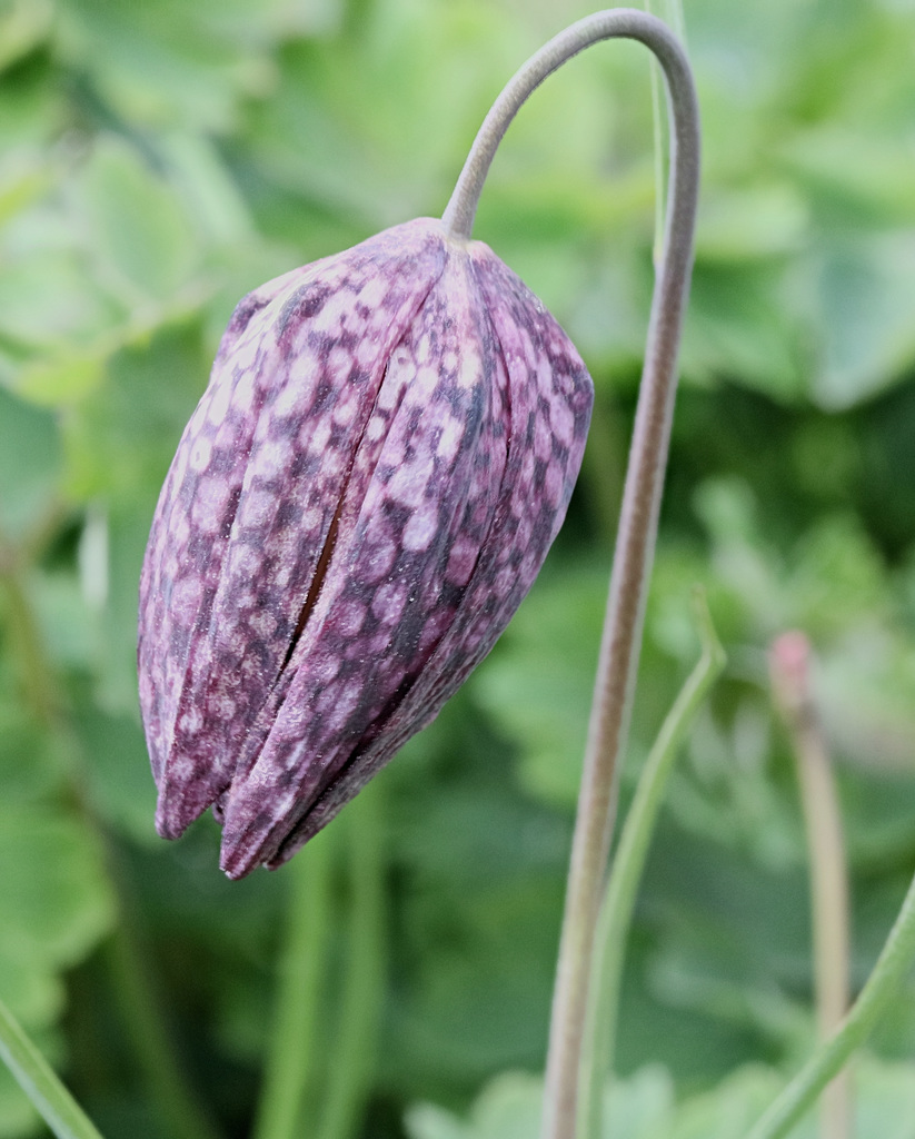 EF7A2315DeathsFritilary