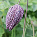 EF7A2315DeathsFritilary
