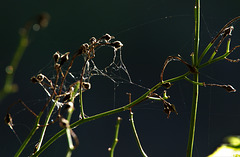 Delicate Webs And Tender Light