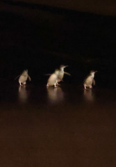 Little Penguins - the adults return