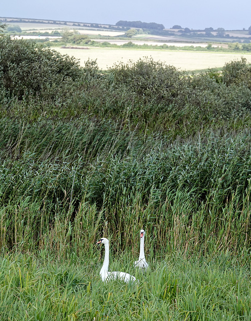 Two swans