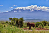 Amboseli Nationalpark