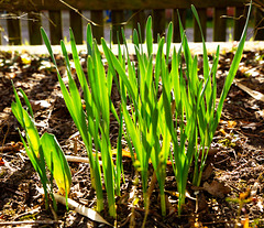 Frühlingszaun - HFF! Frühlingszaun - HFF!