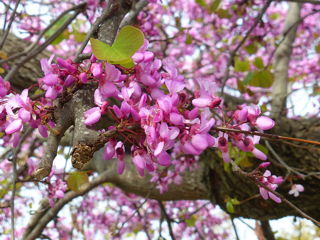 Tree Blossoms, Corfu
