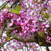 Tree Blossoms, Corfu Tree Blossoms, Corfu