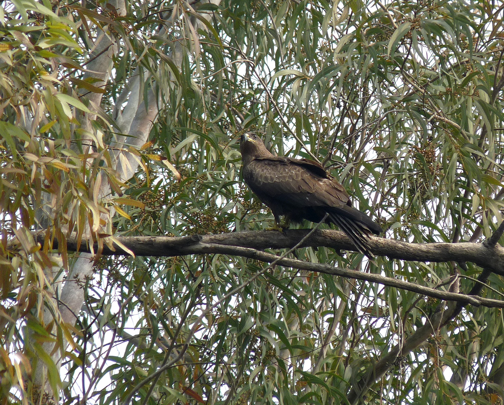 Delhi- Black Kite