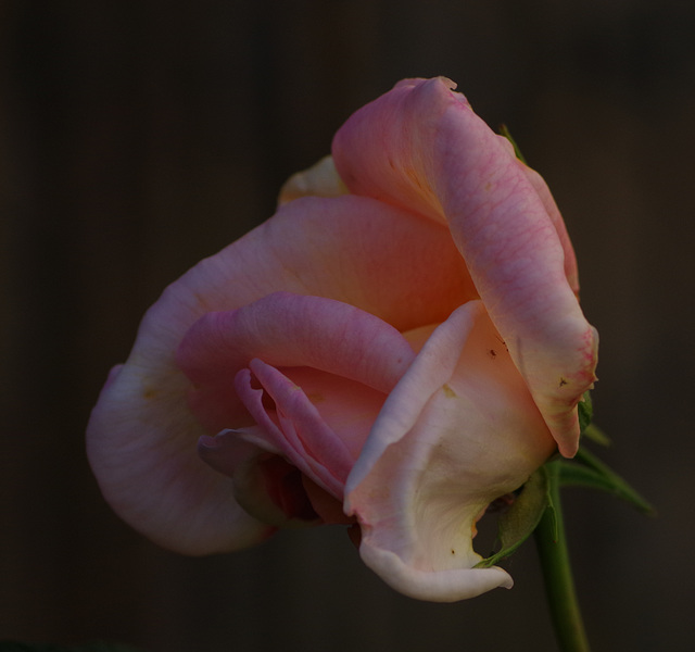 les roses de mon jardin