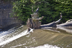 Cormorants on the Taff