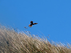 Kestrel in hover mode