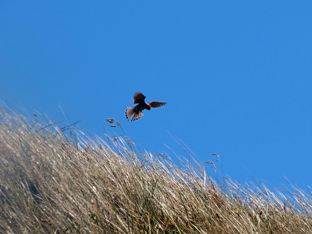 Kestrel in hover mode