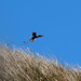 Kestrel in hover mode