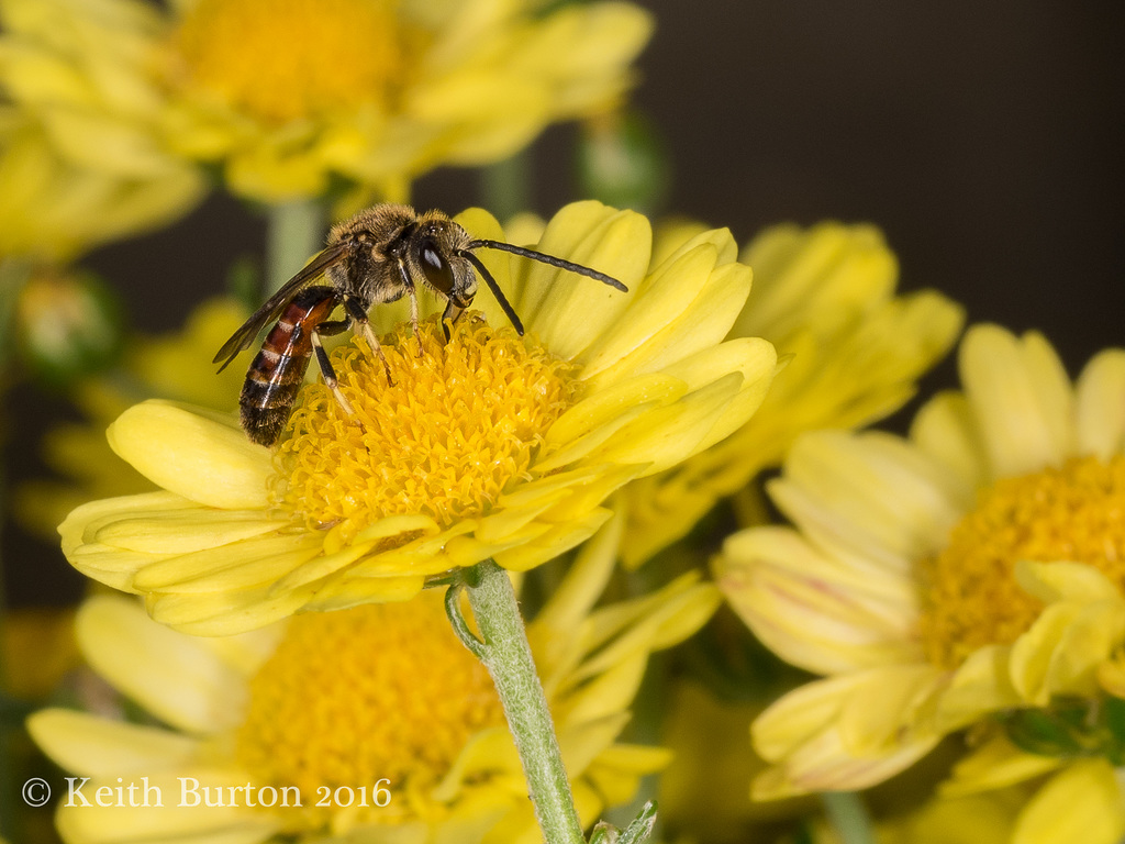 Solitary Bee