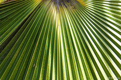 im Palmetum von von Santa Cruz  (© Buelipix)