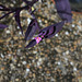 Setcreasea pallida (3)