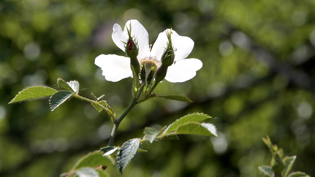 Rosa très canina