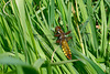 Broad-bodied Chaser-DSA 6302