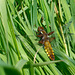 Broad-bodied Chaser-DSA 6302