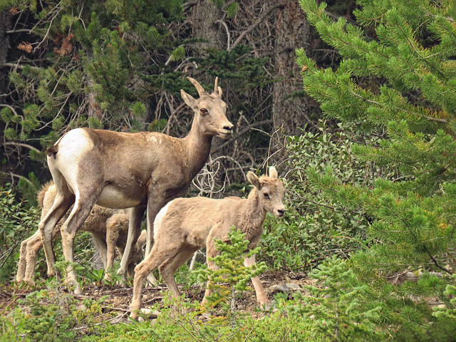 Bighorn Sheep