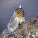 Squirrel on the Rocks 07