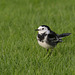 Pied Wagtail (adult)