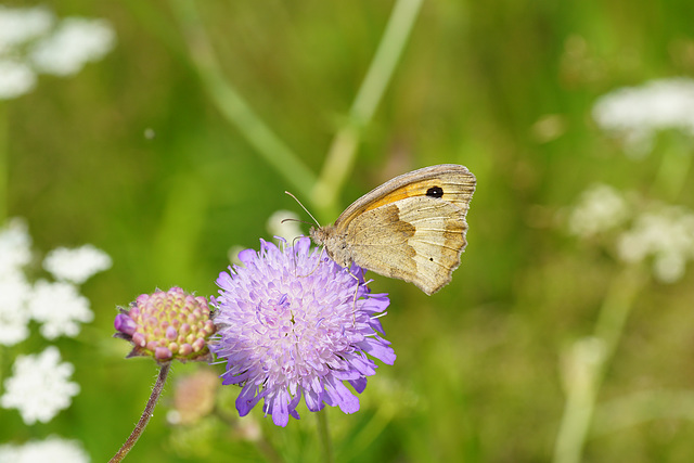 Großes Ochsenauge auf Scabiose