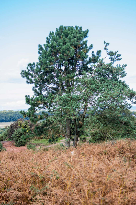 Thurstaston common29