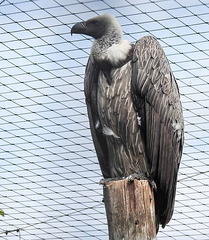 20190901 5600CPw [D~VR] Weißrückengeier, Vogelpark Marlow