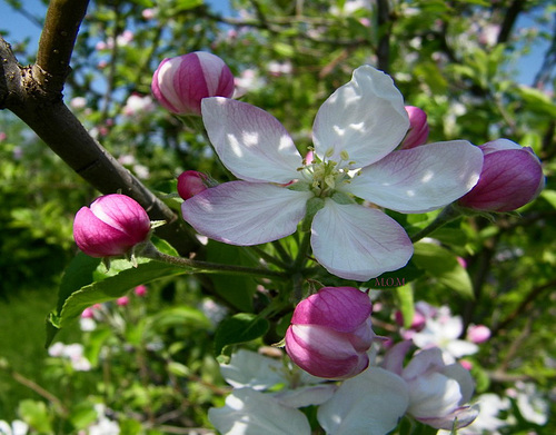 Pommier en fleurs