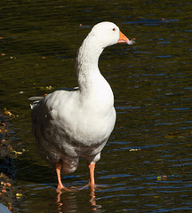 EF7A1157Goose