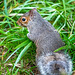 Grey squirrel