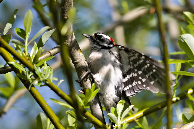 Woodpecker grasping tree branch