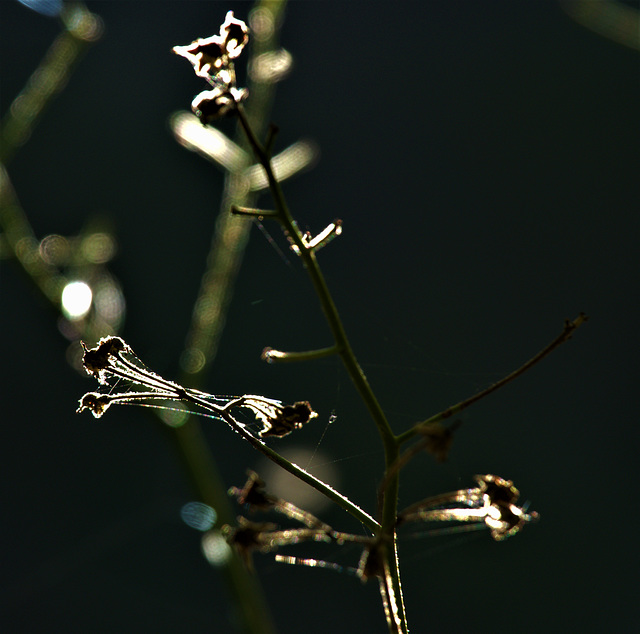 Delicate Webs And Tender Light