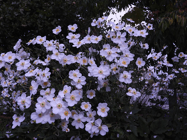 Theater flowers Theater flowers