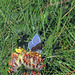 Common Blue