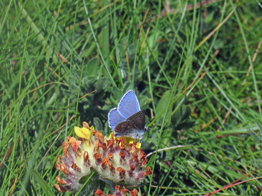 Common Blue